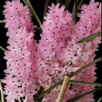 Ascocentrum christensonianum-Flowering Size